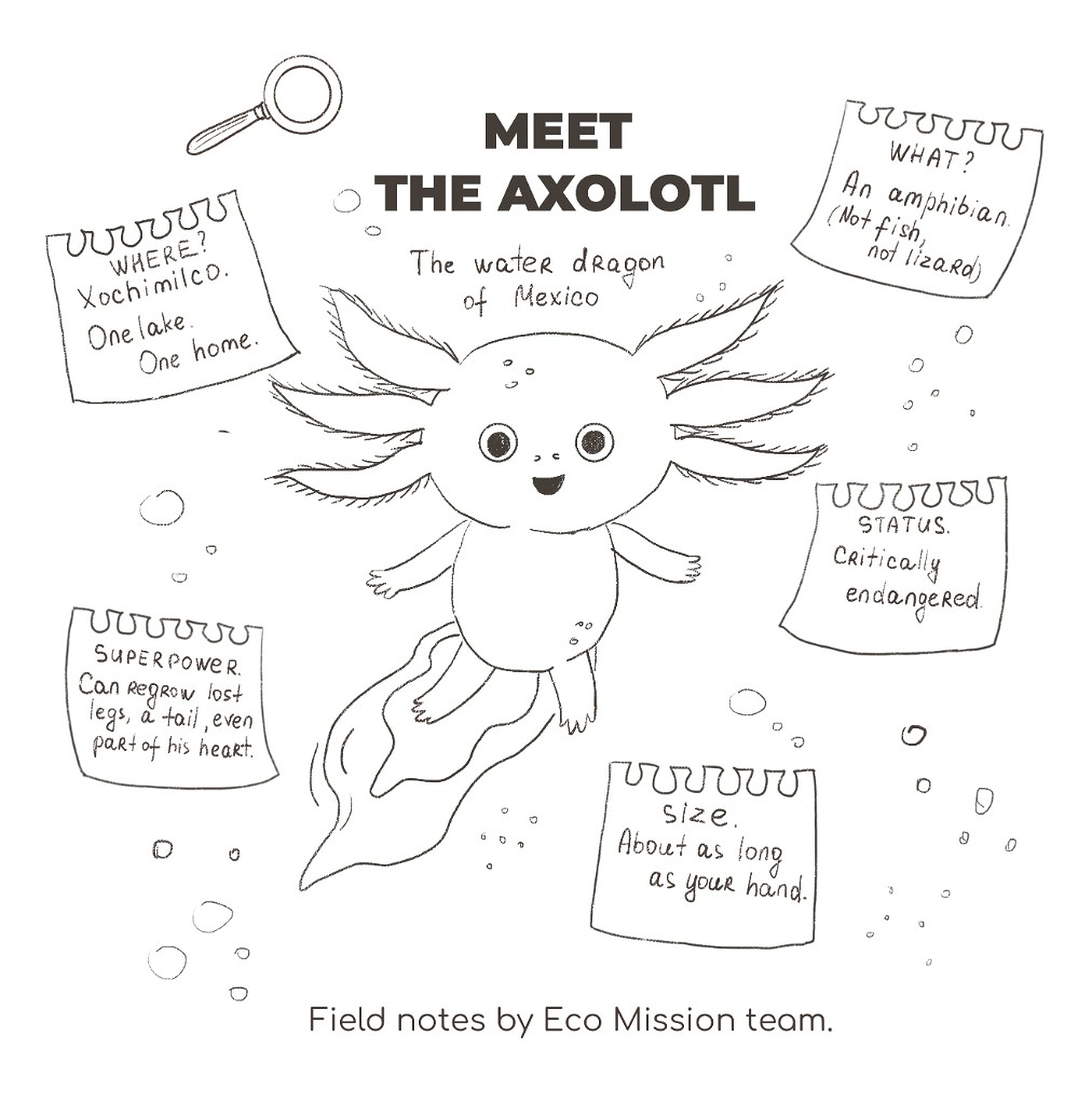 Meet the Axolotl — field notes illustration